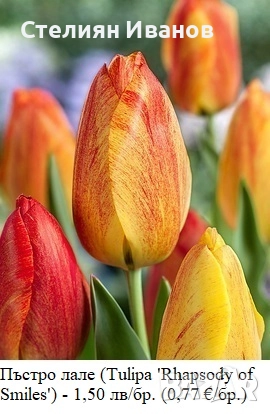 Пъстро лале (Tulipa 'Rhapsody of Smiles') – луковици, снимка 2 - Сортови семена и луковици - 52971255