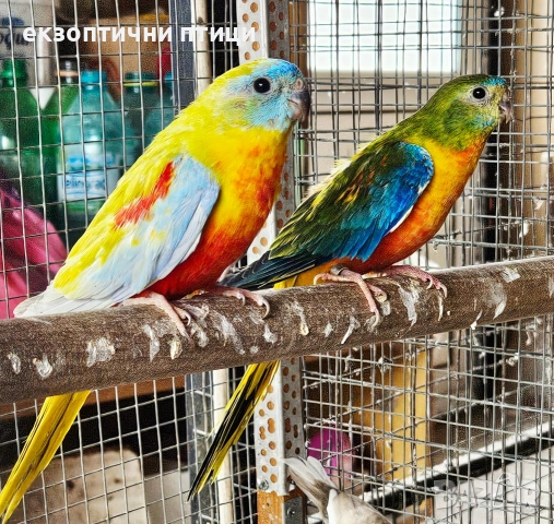 Продавам Двойка Неофеми, снимка 2 - Папагали - 53927992