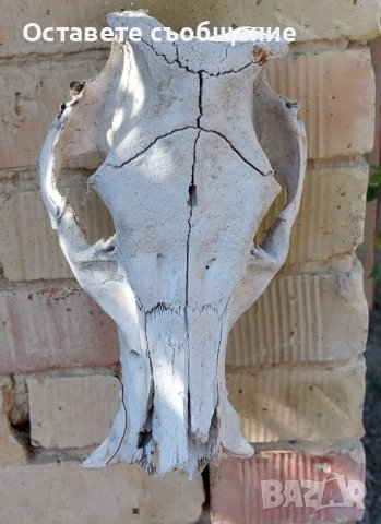 Стар череп от животно за декорация - 1, снимка 1 - Други - 42322146