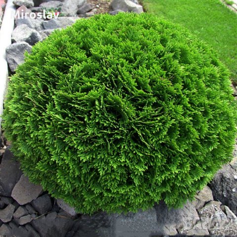 ТУЯ ДАНИКА(Кълбовидна)ПРОМОЦИЯ!!!, снимка 2 - Градински цветя и растения - 29510896