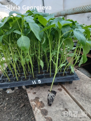 Разсад домати,краставици,пипер, снимка 14 - Разсади - 53459228