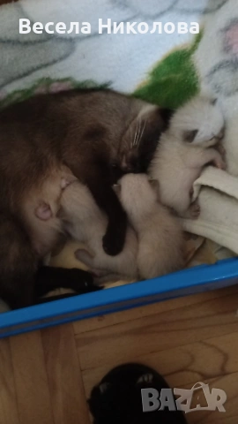 Продаваме сиамски котета , снимка 7 - Сиамска - 53921158