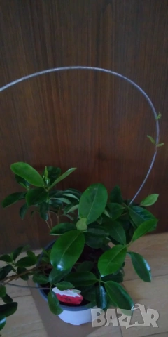 Дипладения,Мандевила , снимка 4 - Стайни растения - 53105529