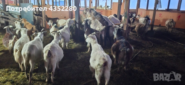 Кози 110 €, снимка 3 - Кози - 52164623