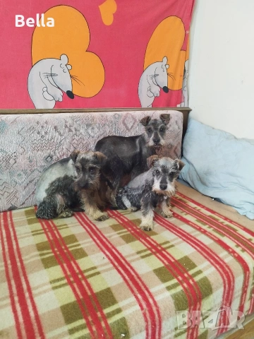 Мини шнауцер , снимка 3 - Други - 54053419