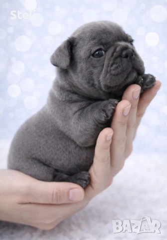 Френски булдог сини 