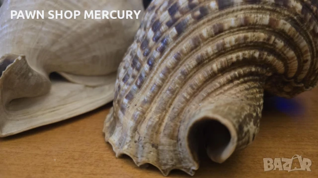 Продавам големи океански рапани , снимка 11 - Декорация за дома - 51267598