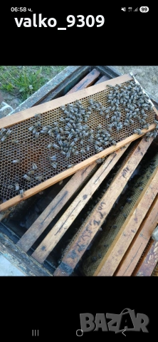 Пчелни семейства 12р, снимка 5 - Други животни - 54324427