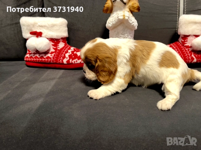 Кавалер кинг чарлз шпаньол, снимка 7 - Кавалер кинг чарлз шпаньол - 52532204