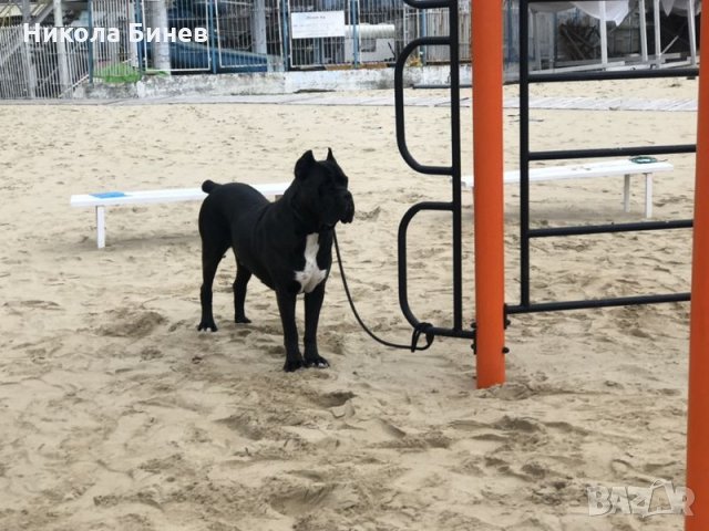 (РАЗПЛОД ) Родословно кане корсо мъжко от развъдник в Сърбия , снимка 7 - Търси партньор - 31502636