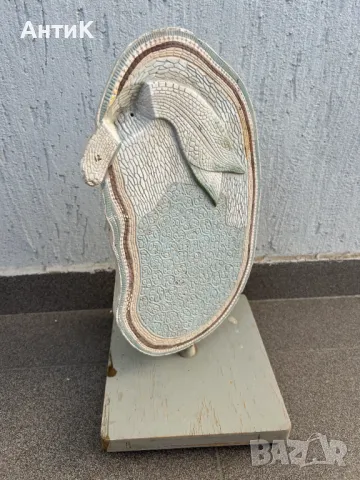 Соц Учебен Макет Модел Биология Учтехпром, снимка 7 - Антикварни и старинни предмети - 47947337