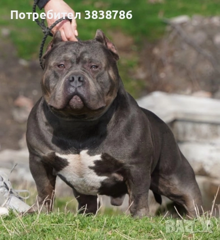 Американско були покет, снимка 8 - Други - 51996767