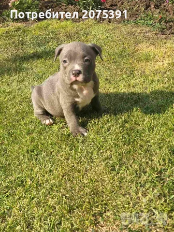 Топ Американско були покет American bully , снимка 9 - Други - 55673088