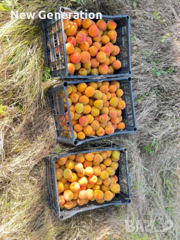 Продавам овощна градина - Кайсии - 22,5 декара, снимка 8 - Земеделска земя - 49578630