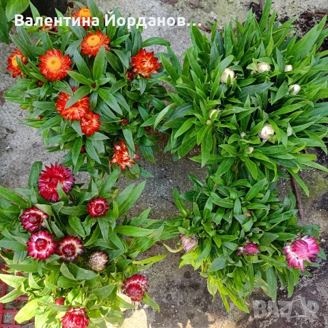 хелихризум сухо цвете разкошни растения 