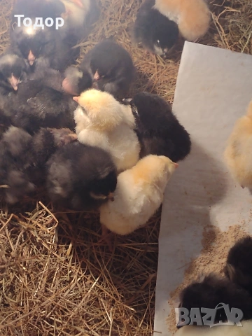 продавам оплодени яйца за люпене , снимка 5 - Кокошки и пуйки - 54273769