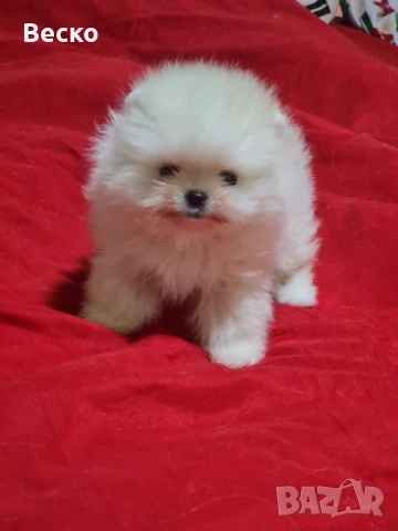 Померан мини мъжко , снимка 5 - Померан - 54110021
