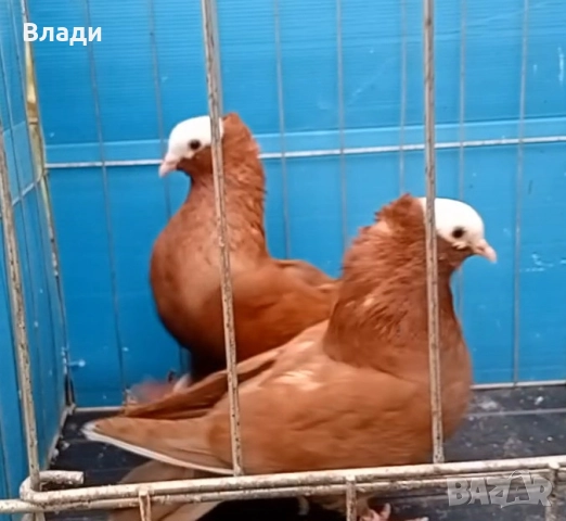 Индийски моки