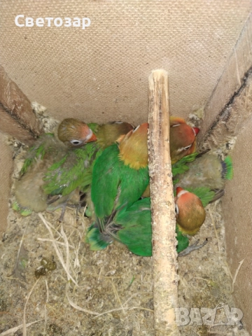 Маскови и фишерови неразделки, какарики, снимка 5 - Папагали - 51640667