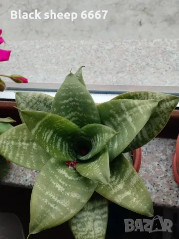 Налични жълти сансевиери, moonshine, cilindrica, Black moon, алое, красула, снимка 2 - Стайни растения - 35198298