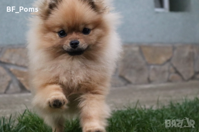 Миниатюрно момиченце померан с родословие FCI, снимка 11 - Померан - 50219721