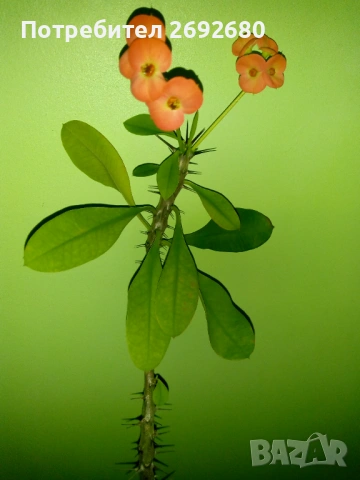 Коледничета,кливия,исусов венец, кротон, сенсевиера,хибискус , снимка 2 - Стайни растения - 42021101