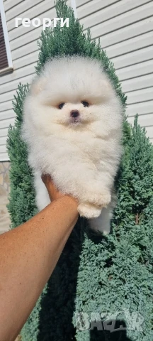 померан мини померанче, снимка 5 - Померан - 51192658
