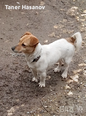 Джак Ръсел, снимка 2 - Джак ръсел териер - 54083474