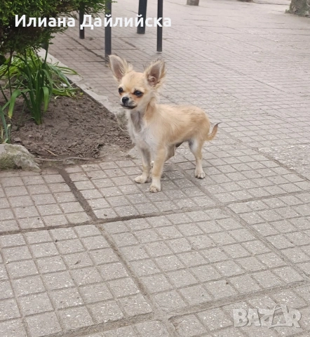 ПРОМО ОФЕРТА !!! Супер мини чихуахуа!