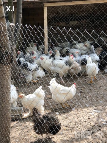 Невероятни БРАМА кокошки , снимка 8 - Кокошки и пуйки - 42342424