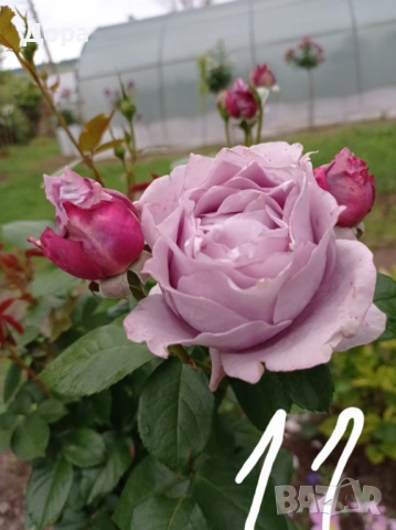 Щамбови рози, цветово разнообразие., снимка 11 - Градински цветя и растения - 44639785