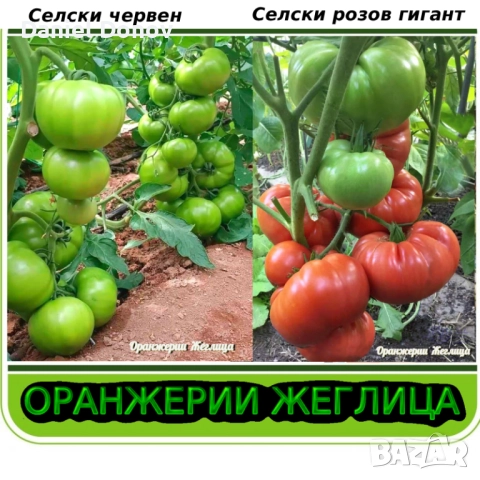 Семена домати от Селски червен и Селски розов гигант, снимка 2 - Сортови семена и луковици - 52325397