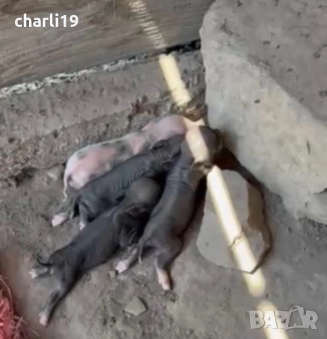 Виетнамски прасета