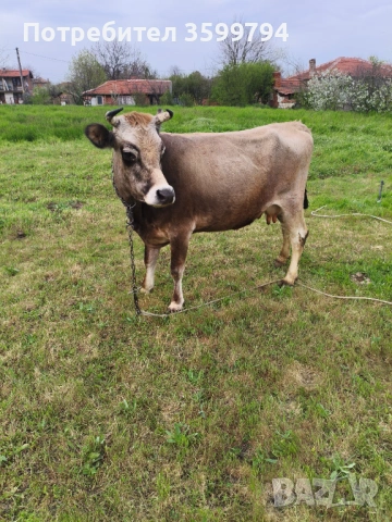 Продавам крава БРГ , снимка 2 - Крави - 54307951
