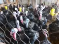 Продавам домашно отглеждани пуйки , снимка 7