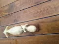 Воден бивол!!!!, снимка 2