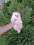 Мини момченце. Померан., снимка 6