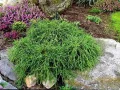 Лъжекипарис “Filifera Nana”, снимка 6
