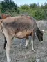 Продават се 2 юници, и двете са на първо отелване., снимка 6
