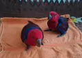 Ръчно хранени папагали Еклектус/ бебета, снимка 1