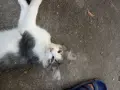 Подарявам малки котенца, снимка 1