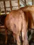 свободни дебели за клане или дамазлък , снимка 4