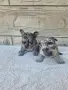 Френски Булдог Blue Lilac Merle, снимка 3