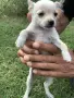 2 женски  2 мъжки, снимка 4