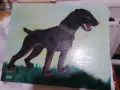 Моят любим шнауцер, снимка 1