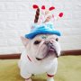 Кучешка шапка за рожден ден Шапка за рожден ден на домашен любимец Шапки за кучешки рожден ден, снимка 6