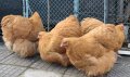 Продавам жълт Орпингтон., снимка 8