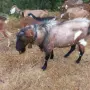 Продавам Пръч чип, снимка 1