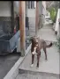 Подарявам кръстоска между Бордър Коли и Белгийска очарк, снимка 2