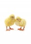 Смеска за пилета до 30-дневна възраст БОНМИКС, 10кг, снимка 1 - Други - 37242959